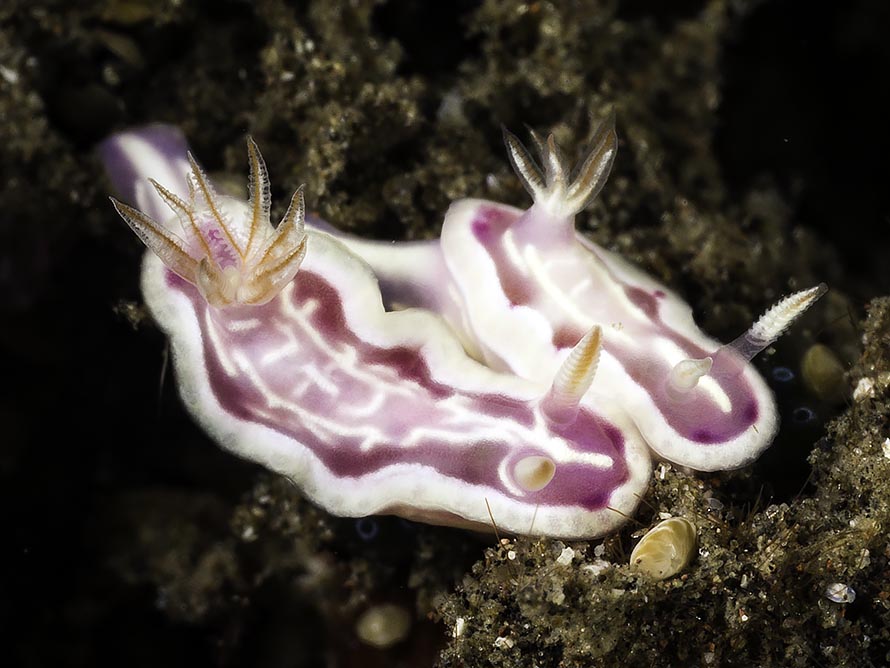 Ceratosoma sp. 3